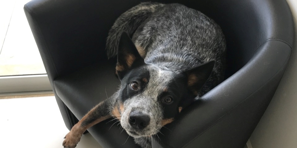 Qual a diferença entre o Pastor Australiano e o Boiadeiro Australiano (Blue  Heeler)?