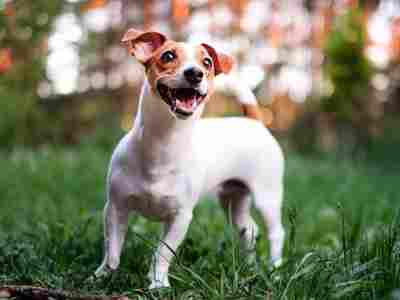 Cachorro da raça Jack Russel Terrier
