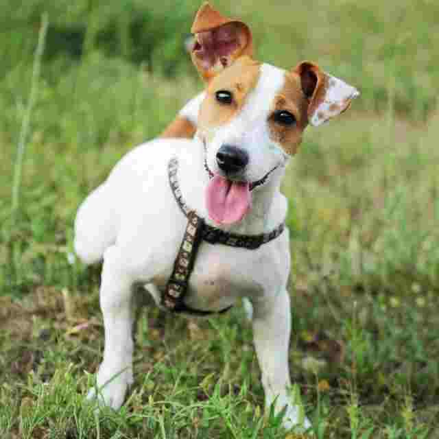 raca-jack-russel-terrier