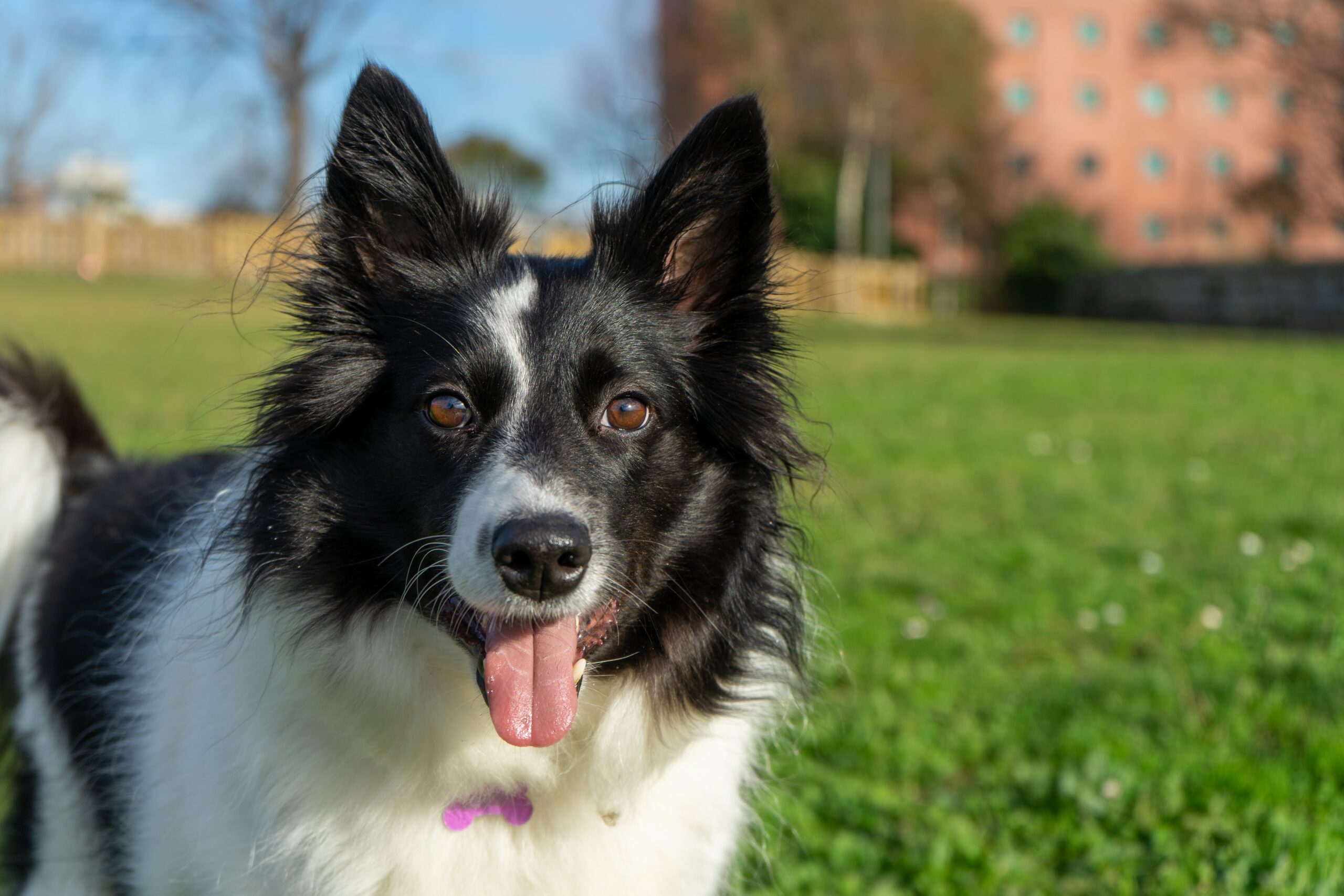 Informações Sobre a Raça e Características da Personalidade do Bearded  Collie