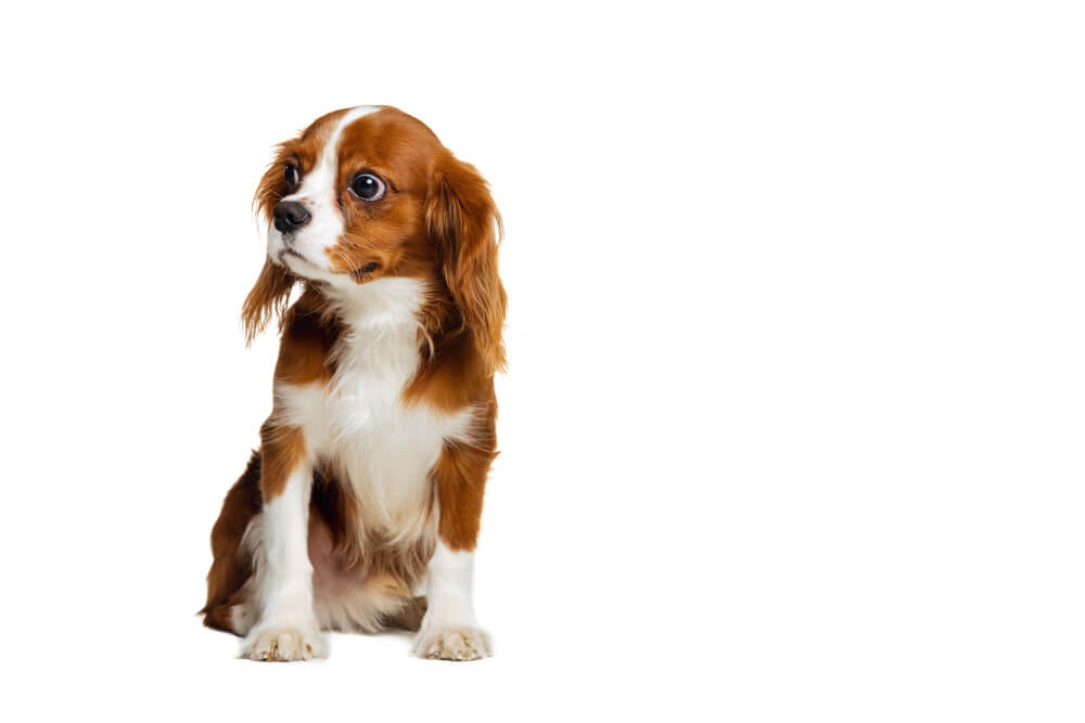 Curiosidades da mídia sobre o Cavalier King Charles Spaniel