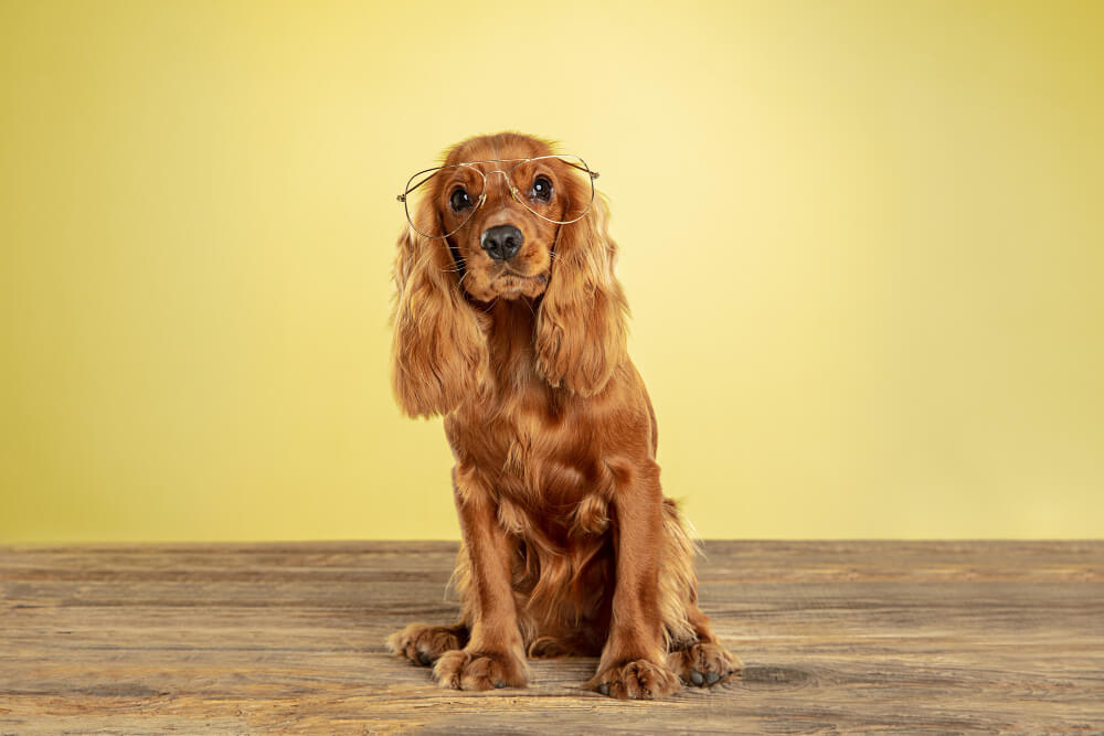 Raças de cachorro: Cocker Spaniel Inglês, Artigos