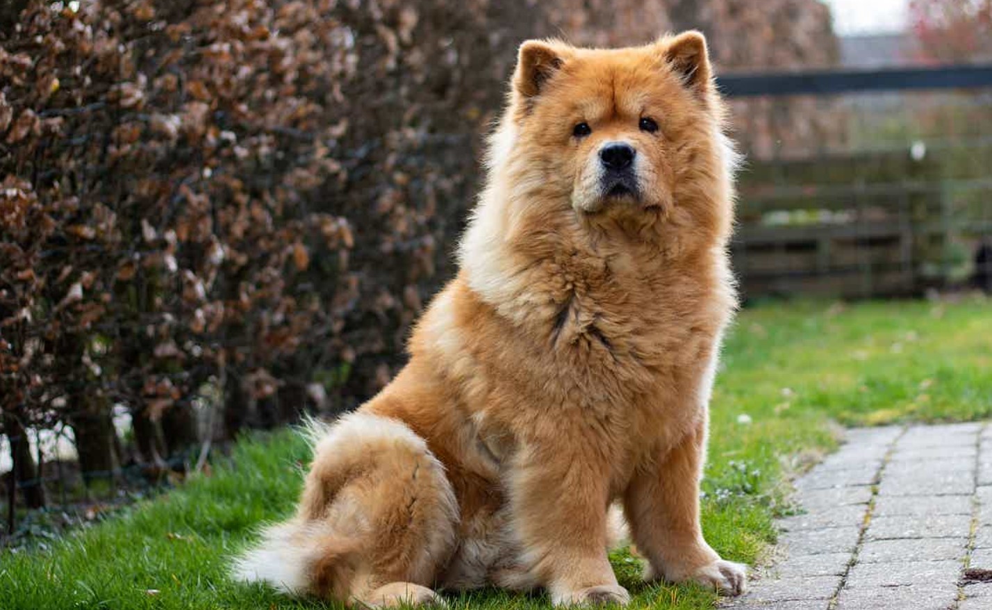 Chow Chow Dog Food: A Comprehensive Guide to Nutrition and Feeding