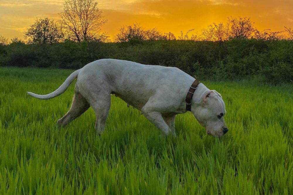 Dogo Argentino - Tudo sobre a raça - Pet Meu Pet