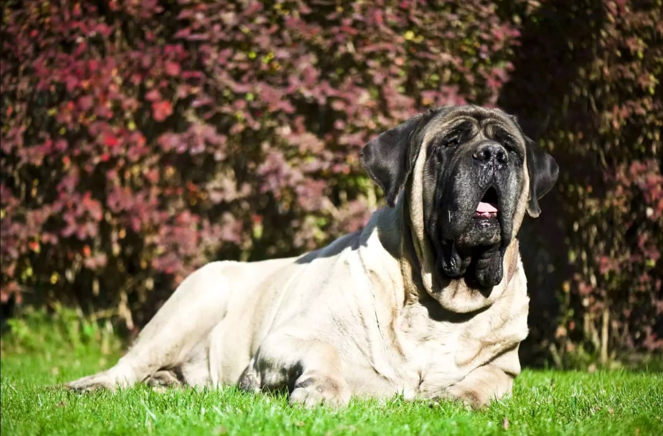 Canil Gigantes da Montanha - especializado na criação da raça Mastiff Inglês  - Mastiff Inglês - Joinville - Mastiff Inglês