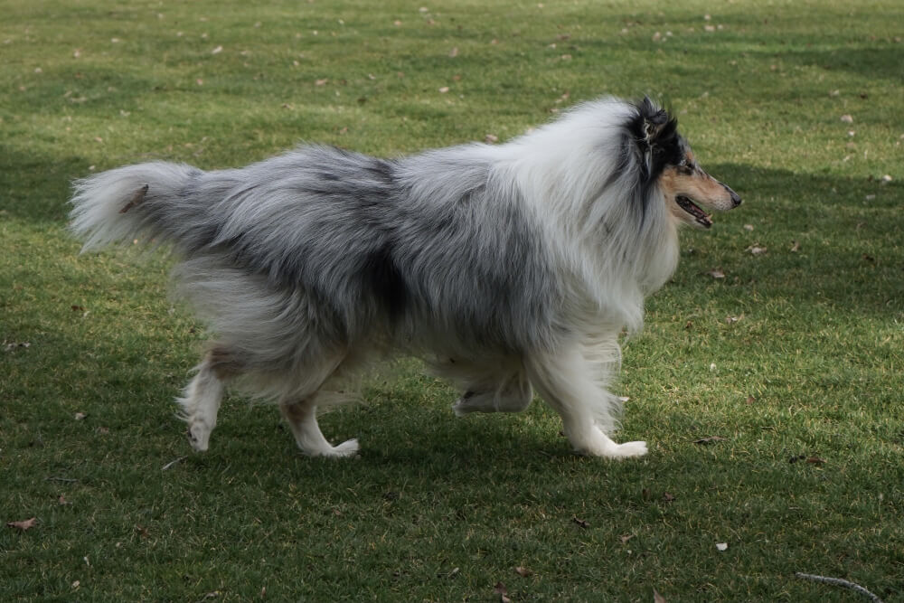 Pastor-de-shetland - Raças de Cães