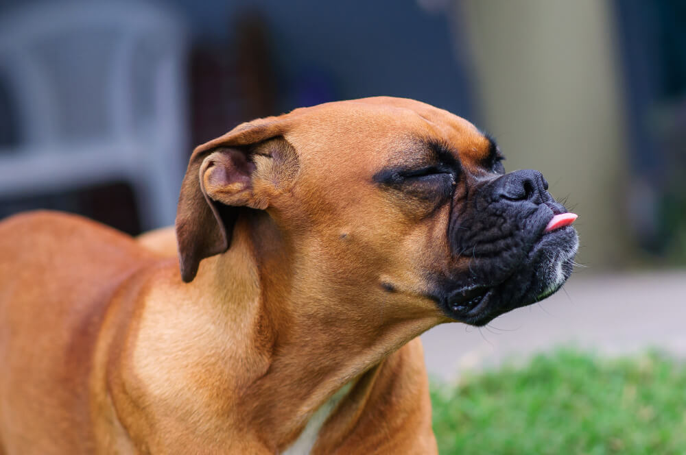 Boxer filhote: quais são os cuidados necessários?