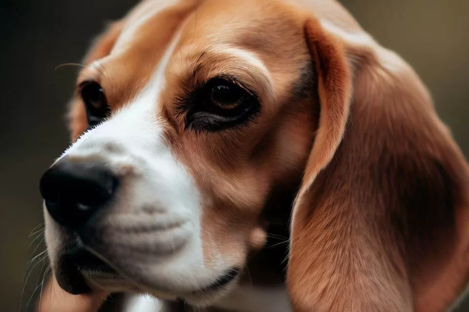 imagem de um cachorro da raça beagle