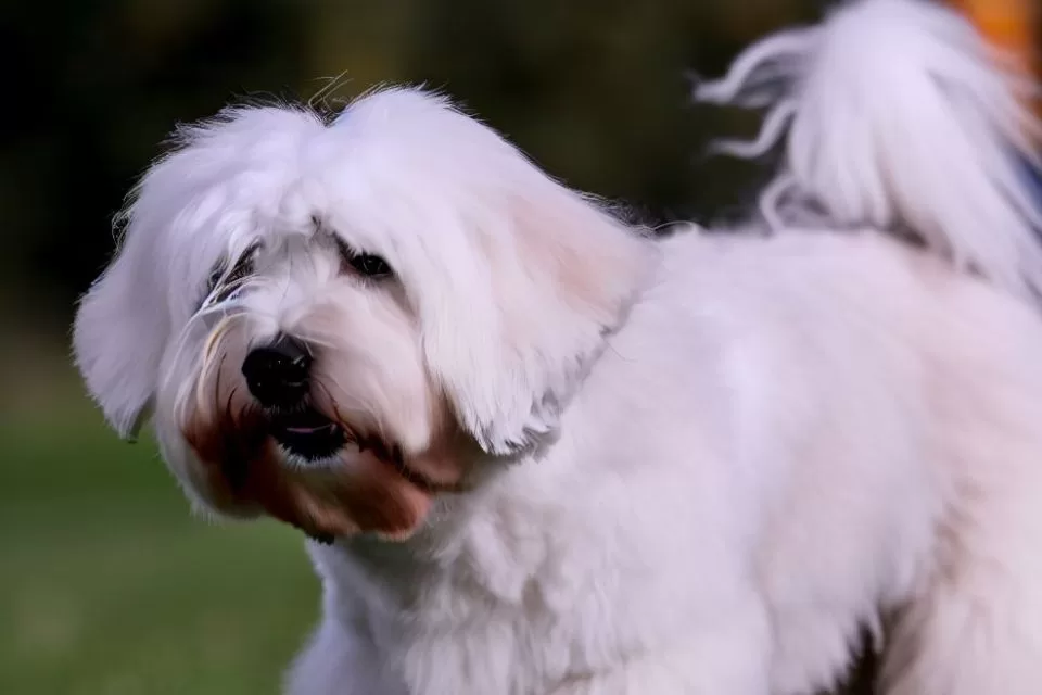 Coton De Tulear: O Charmoso Cão De Algodão De Madagascar - Pet Meu Pet